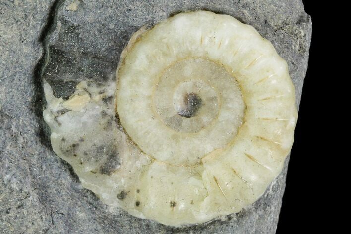 Fossil Ammonite (Promicroceras) - Lyme Regis #110684